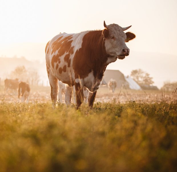 cow-portrait-field-autumn-sunset-landscape